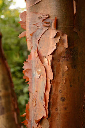 peel of a treeの写真素材