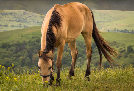 horse standing in the mountainsの写真素材