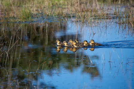 Ducklings swimming in a small lake in the springtime.の写真素材