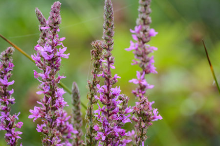 Purple loosestrife (Lythrum salicaria) flowersの写真素材