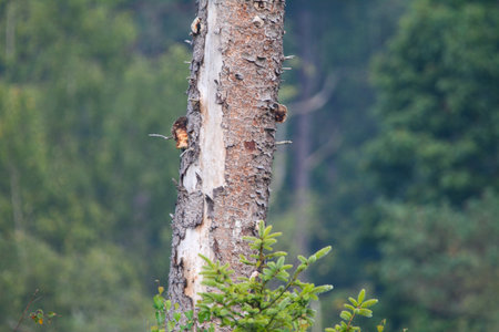 the trunk of a tree in the forest.の写真素材