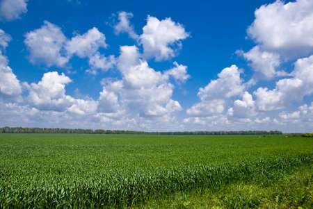 Sweetcorn field under a patchy sky in Bulgariaの写真素材