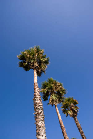Three palms against the clear blue sky