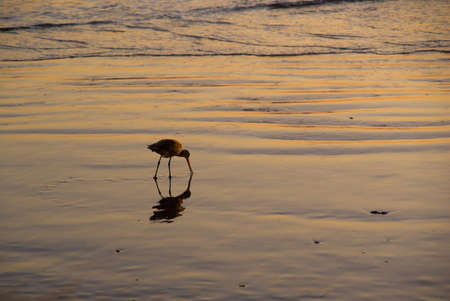 Bird on the beach in Los Angeles, USA.の写真素材