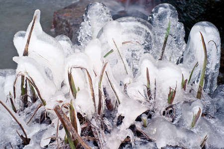 Vegetation frozen in ice.の写真素材
