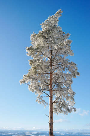 Winter Tree, Germany. Copy space.の写真素材