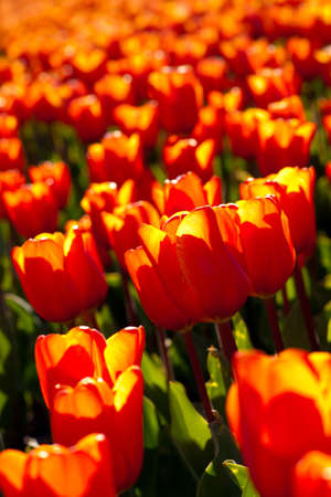 Bed of tulips. Back lit. Shallow depth of field.の写真素材