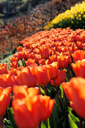 Bed of tulips. Back lit. Shallow depth of field.の写真素材