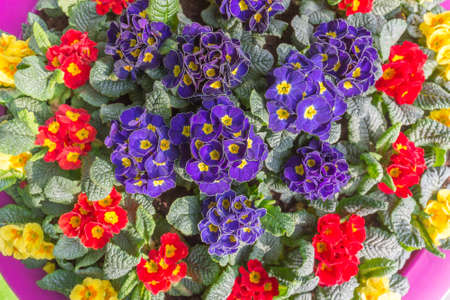 Colorful tulips vase from the top
