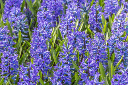 Purple tulipsの写真素材