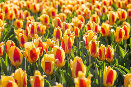 Field of yellow and red tulipsの写真素材
