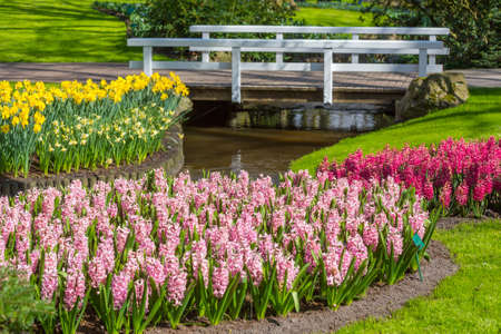Field of tulips and bridge in the parkの写真素材