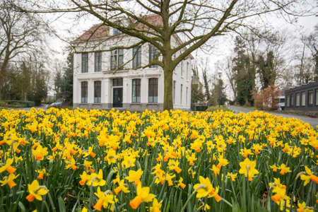 Tulips and dutch houseのeditorial素材