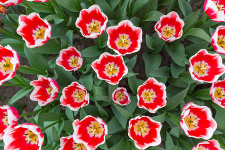 Red and white tulips from the topの写真素材