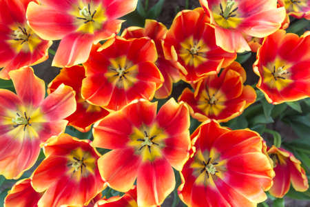 Red and yellow tulips from the topの写真素材