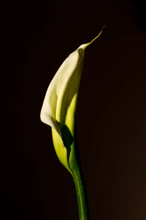 Calla lilyの写真素材