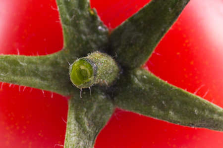 Tomatoの写真素材