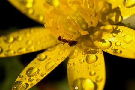 Petals of a yellow flower with dew drops