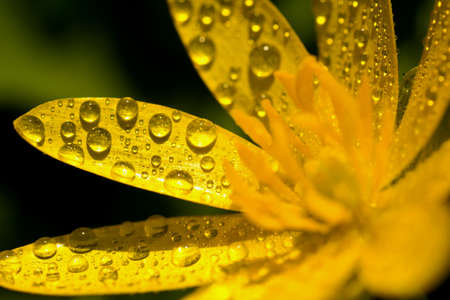 Dew dropsの写真素材