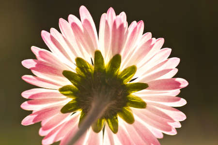 Daisy flowerの写真素材