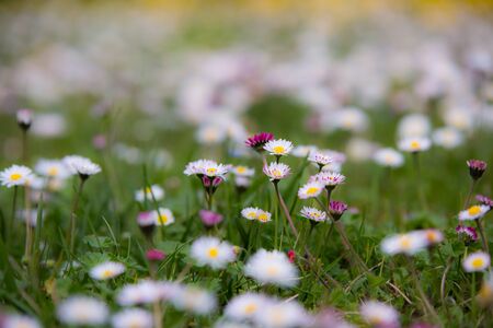 Spring daisiesの写真素材