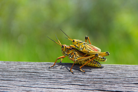 Macro shot of mating cricketsの写真素材