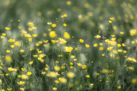 Spring meadow, buttercupsの写真素材