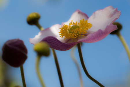 Bloomed white and pink poppy amongst poppy budsの写真素材