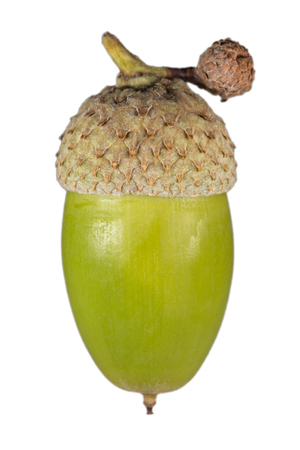 Acorn isolated on whiteの写真素材