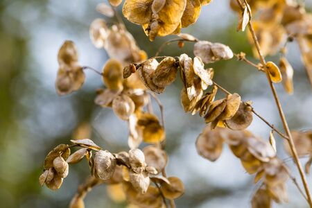 Wild spinach plant that went to seed, with shallow depth of field