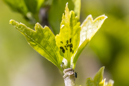 Aphids colony on leaf budの写真素材