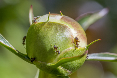 Macro of ants collecting the sweet nectar secreted by peony buds.の写真素材