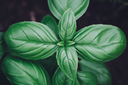 Basil plant close up view from aboveの写真素材