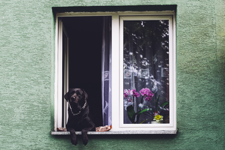 Dog looking out the window of an appartment building