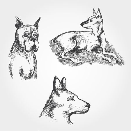 hand drawn Set of dogsのイラスト素材