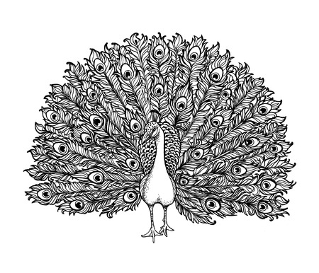 Vector Beautiful Hand drawn Ornament Peacock bird consist many details.の写真素材