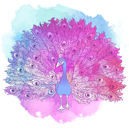 Vector Beautiful Hand drawn Ornament Peacock bird consist many details.のイラスト素材