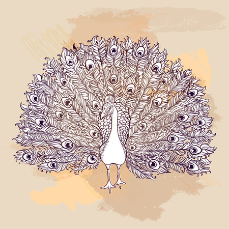 Vector Beautiful Hand drawn Peacock bird consist many details.のイラスト素材