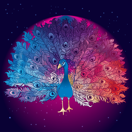 Vector Beautiful Hand drawn Peacock bird consist many details.の写真素材