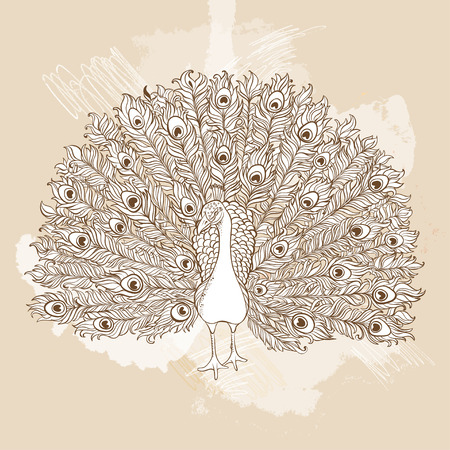 Vector Beautiful Hand drawn Peacock bird consist many details.の写真素材