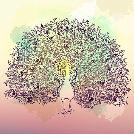Vector Beautiful Hand drawn Peacock bird consist many details.の写真素材