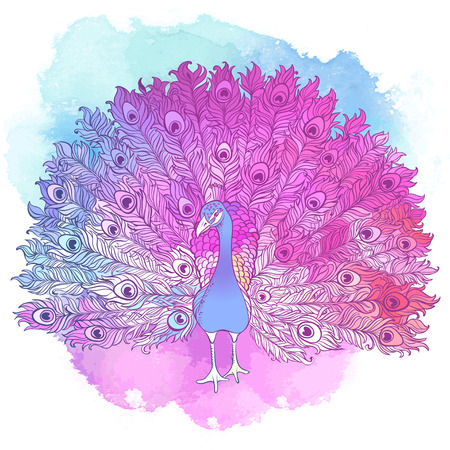 Vector Beautiful Hand drawn Ornament Peacock bird consist many details.の写真素材