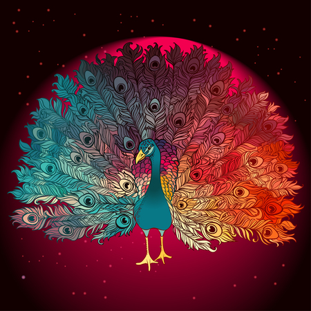 Vector Beautiful Hand drawn Ornament Peacock bird consist many details.の写真素材