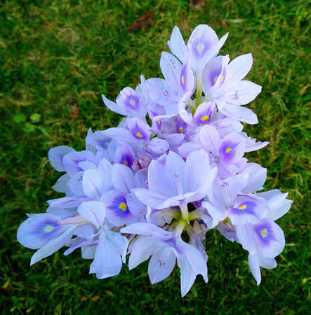 Water-hyacinth flower is a wild flower which blooms beside the river, pond, channel and flooded area etc. This flower is so beautiful.の写真素材