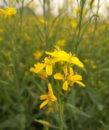 Mustard flower is a beautiful yellow colour flower of mustard plant. The mustard plant is any one of...