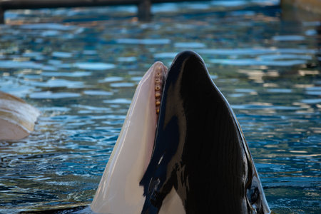 Killer whale in a dolphinarium, close-up of headの写真素材