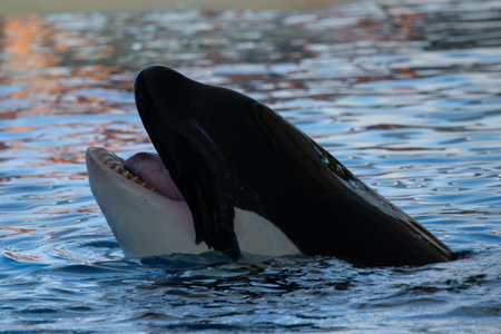 Killer whale in the water, close up of head and mouth