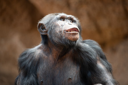 Chimpanzee portrait. Bonobo in the zoological garden.