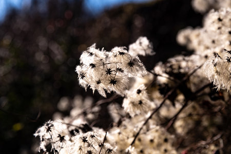 Close up of white flowers in the field. Selective focus.