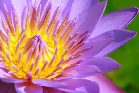 WATER LILYの写真素材